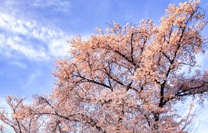 A close-up view of a cherry blossom tree in full bloom, showcasing clusters of delicate pink flowers against a bright blue sky with scattered cloud