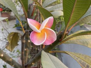 Close-up of a vibrant pink and orange frangipani flower with white edges, surrounded by large green leaves. The sunlight creates a warm, serene ambiance.