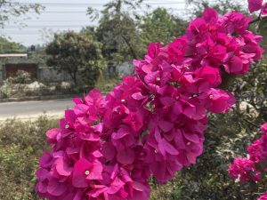 A vibrant cluster of magenta bougainvillea flowers against a lush green garden and distant road, conveying a sense of lively springtime beauty.