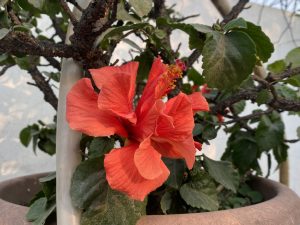 Vibrant red hibiscus flower in full bloom, surrounded by lush green leaves, set against a blurred background. The scene conveys a sense of freshness.