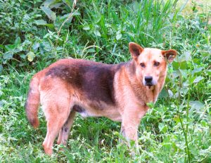 Tan dog with a black back patch stands in tall grass, looking alert toward the camera.