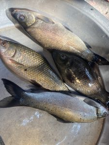 Four fresh fish lie in a metal bowl, showcasing shiny scales and various hues of brown and gray, suggesting a recent catch with a natural sheen.