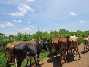 A herd of cattle walks along a dirt path through thick green bushes and tall grass, under power lines and a cloudy sky.