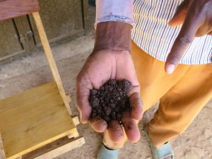 Hand holding dark textured millet pellets, used for traditional fermented drinks or porridge.