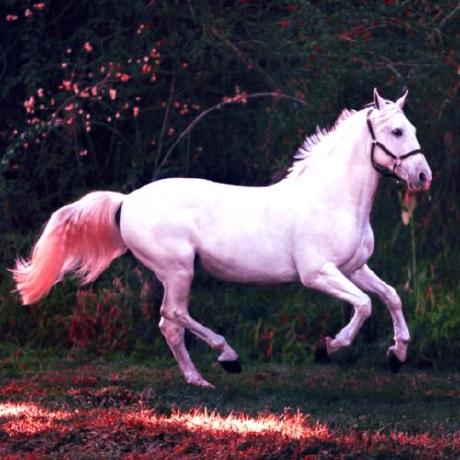 @Horse64