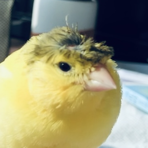 @puchengy